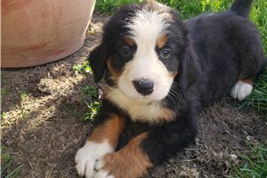 Kylie - Bernese Mountain Dog for sale