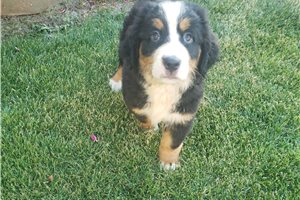 Luca - puppy for sale