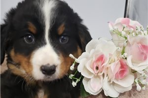 Lara - puppy for sale
