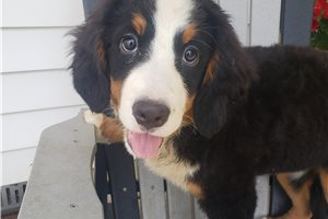 Krissy - Bernese Mountain Dog for sale