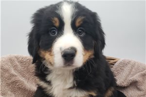 Grant - Bernese Mountain Dog for sale