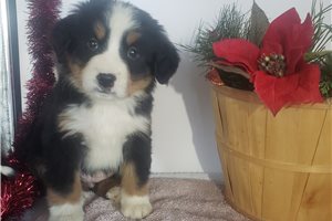 Gretchen - Bernese Mountain Dog for sale