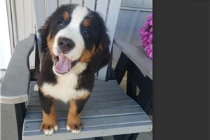 Kennedy - Bernese Mountain Dog for sale