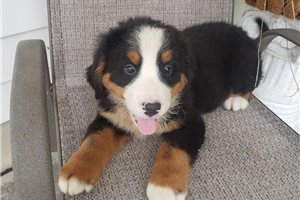 Kash - Bernese Mountain Dog for sale