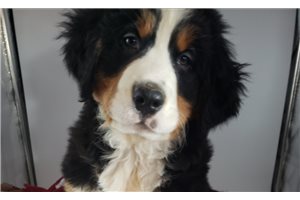 Genevieve - Bernese Mountain Dog for sale