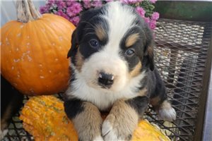 Finn - puppy for sale