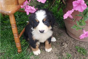 Kaitlin - Bernese Mountain Dog for sale