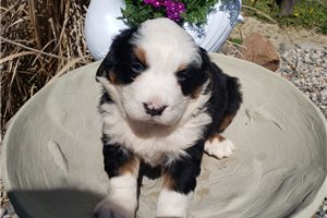 Isaiah - Bernese Mountain Dog for sale