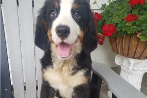 Kara - Bernese Mountain Dog for sale