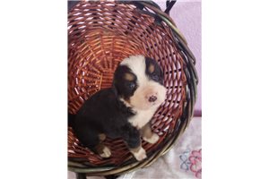 Leopold - Bernese Mountain Dog for sale