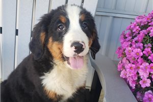 Kiki - Bernese Mountain Dog for sale