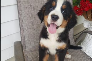 Kennedy - Bernese Mountain Dog for sale