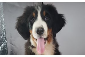 Henry - Bernese Mountain Dog for sale
