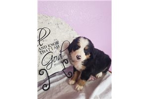 Merry - Bernese Mountain Dog for sale