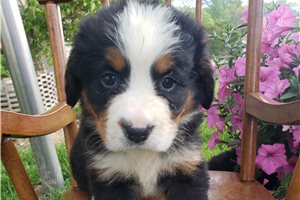 Kiki - Bernese Mountain Dog for sale
