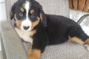 Kinsley - Bernese Mountain Dog for sale