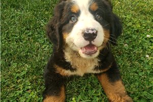 Morgan - Bernese Mountain Dog for sale