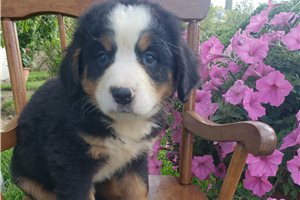 Kara - Bernese Mountain Dog for sale