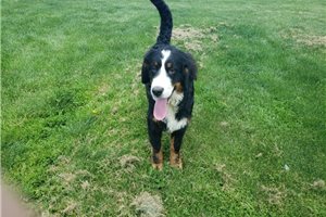 George - Bernese Mountain Dog for sale