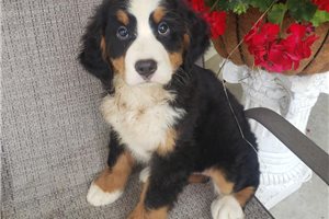 Krissy - Bernese Mountain Dog for sale