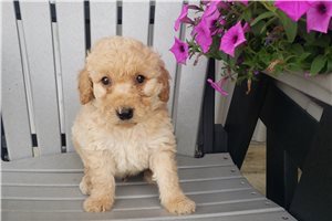Lyle - puppy for sale