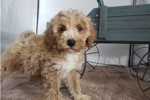 Harrison - puppy for sale
