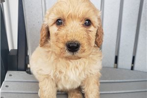 Lucas - Goldendoodle, Mini for sale