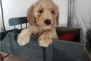 Hamilton - puppy for sale