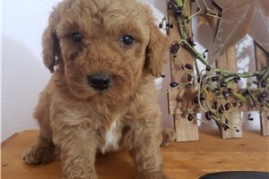 Louie - puppy for sale