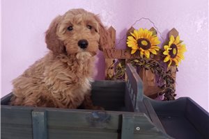 Heath - puppy for sale