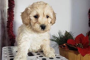 Harper - puppy for sale