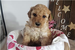 Nell - Goldendoodle, Mini for sale