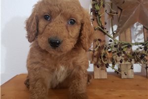 Lachlan - puppy for sale