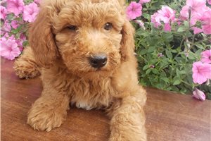 Louie - Goldendoodle, Mini for sale