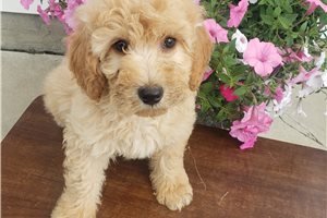 Lucas - Goldendoodle, Mini for sale