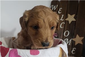 Nedra - puppy for sale