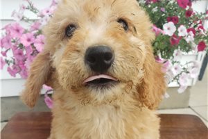 Leilani - Goldendoodle, Mini for sale