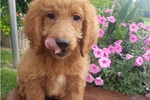 Lachlan - Goldendoodle, Mini for sale