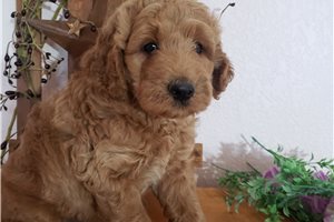 Arty - Goldendoodle, Mini for sale