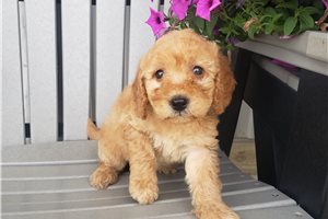 Leilani - puppy for sale