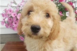 Lyle - Goldendoodle, Mini for sale