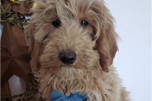 Hercules - Goldendoodle, Mini for sale