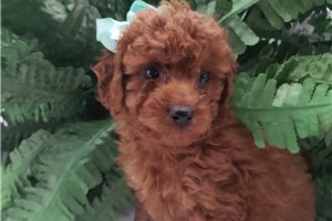 Elijah - Miniature Poodle for sale
