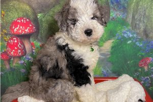 Kaiden - Double Doodle for sale