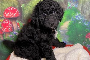 Kayla - puppy for sale
