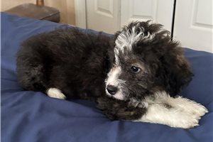 Bob - puppy for sale