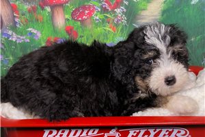 Bud - puppy for sale