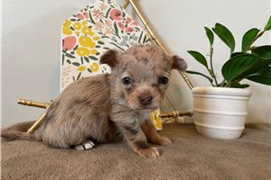 Brielle - Chihuahua for sale