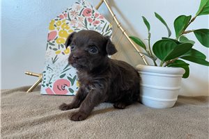 Willow - Chihuahua for sale