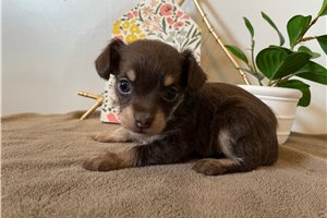 Cashmere - Chihuahua for sale